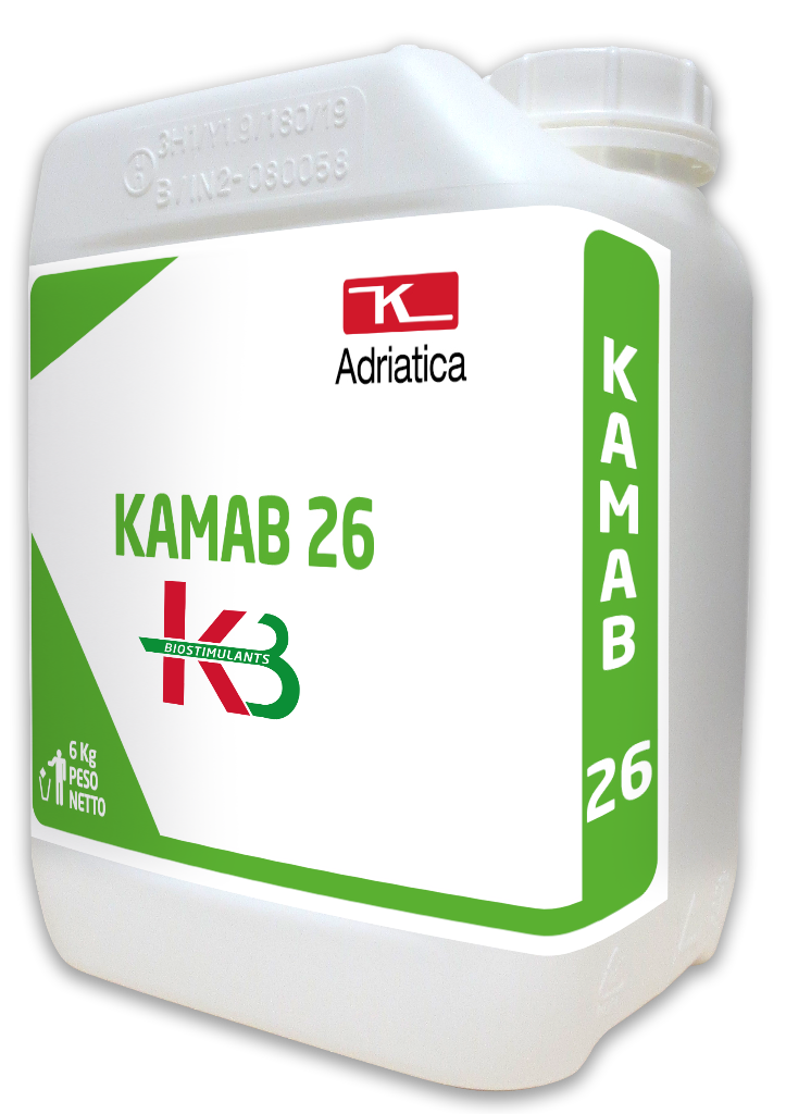 KAM26